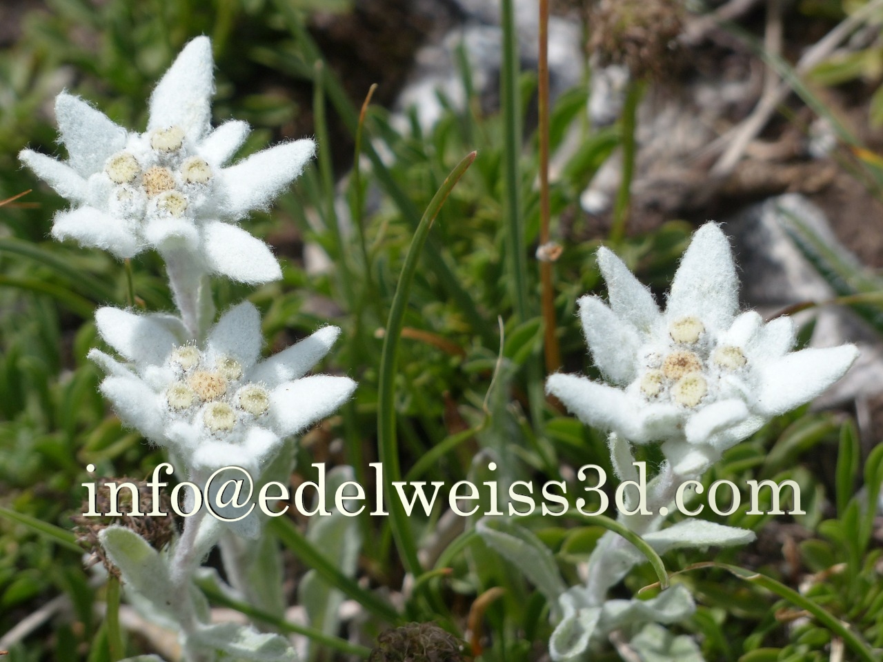 Edelweiss